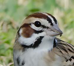 Lark Sparrow Photo
