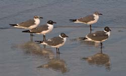 Laughing Gull Photo