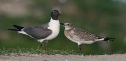 Laughing Gull Photo