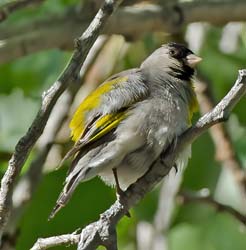 Lawrence's Goldfinch Photo