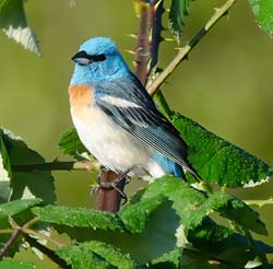 Lazuli Bunting Photo