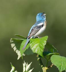 Lazuli Bunting Photo