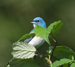 Lazuli Bunting Photo
