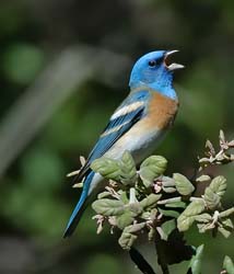 Lazuli Bunting Photo