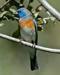 Lazuli Bunting Photo