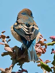 Lazuli Bunting Photo