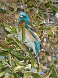 Lazuli Bunting Photo