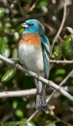 Lazuli Bunting Photo