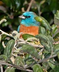 Lazuli Bunting Photo