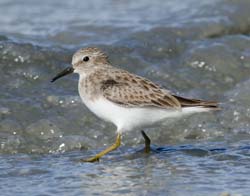 Least Sandpiper Photo