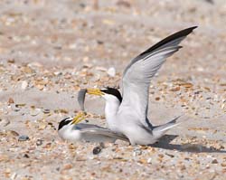 Least Tern Photo