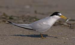 Least Tern Photo