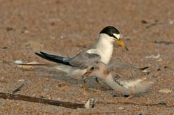 Least Tern Photo