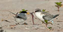 Least Tern Photo