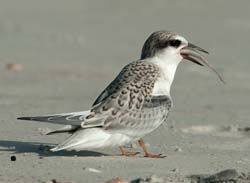 Least Tern Photo