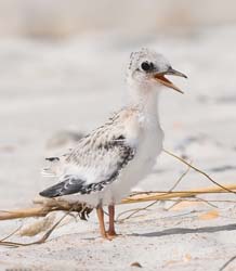 Least Tern Photo
