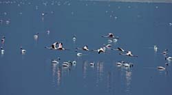 Lesser Flamingo Photo