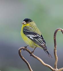 Lesser Goldfinch Photo