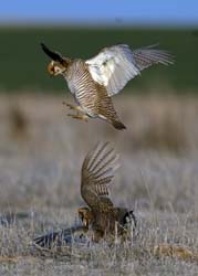 Lesser Prairie-Chicken Photo