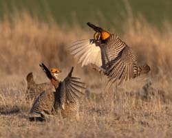 Lesser Prairie-Chicken Photo