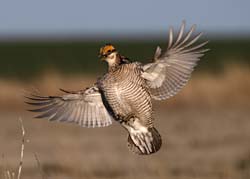 Lesser Prairie-Chicken Photo