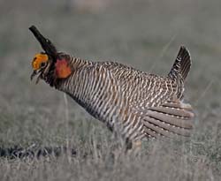 Lesser Prairie-Chicken Photo