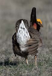 Lesser Prairie-Chicken Photo