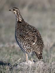 Lesser Prairie-Chicken Photo