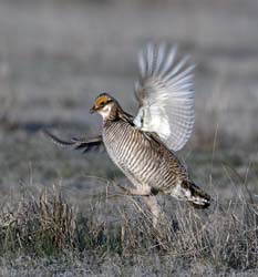 Lesser Prairie-Chicken Photo