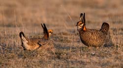 Lesser Prairie-Chicken Photo