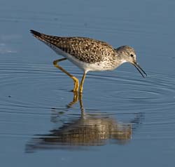 Lesser Yellowlegs Photo