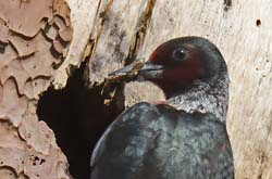 Lewis's Woodpecker Photo