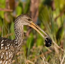 Limpkin Photo