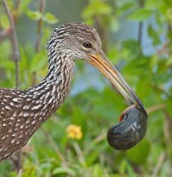 Limpkin Photo