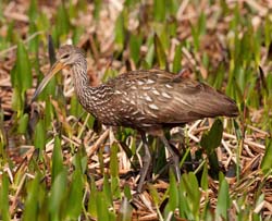 Limpkin Photo