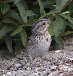 Lincoln Sparrow