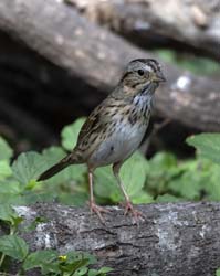 Lincoln Sparrow