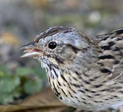 Lincoln Sparrow