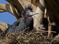 Little Blue Heron Photo