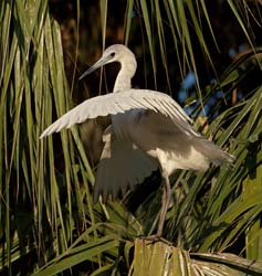 Little Blue Heron Photo