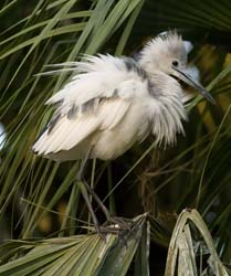 Little Blue Heron Photo