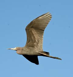 Little Blue Heron Photo