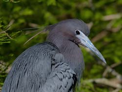Little Blue Heron Photo