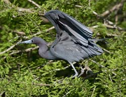 Little Blue Heron Photo