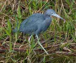 Little Blue Heron Photo