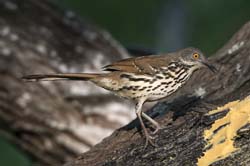 Long-billed Thrasher