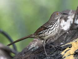 Long-billed Thrasher