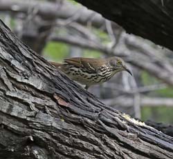 Long-billed Thrasher