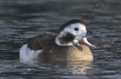 Long-tailed Duck