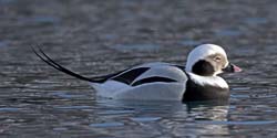 Long-tailed Duck